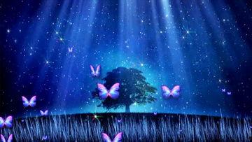 蝴蝶舞蹈视频,蝴蝶舞蹈视频中的自然之美与艺术魅力