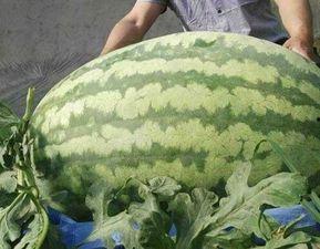 今日王姓大瓜,娱乐圈大瓜引发热议