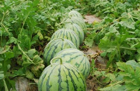 吃瓜爆料站有黄色的瓜吗,吃瓜爆料站，竟有黄色瓜料曝光？