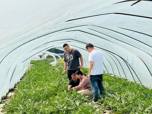 吃瓜爆料站有黄色的瓜吗,吃瓜爆料站，竟有黄色瓜料曝光？