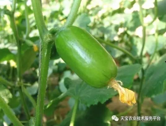 黄瓜落蔓视频