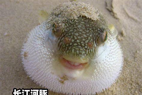 河豚视频,探索海洋生物的奇妙世界