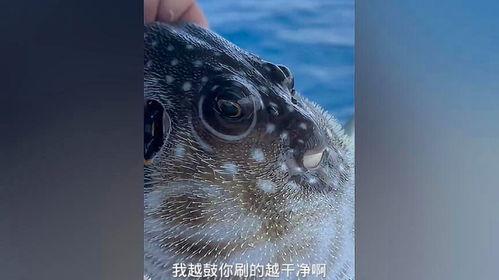 河豚视频,探索海洋生物的奇妙世界