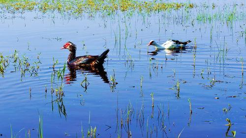 非洲雁养殖技术视频
