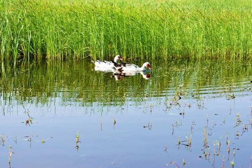 非洲雁养殖技术视频