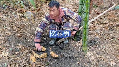 挖笋视频