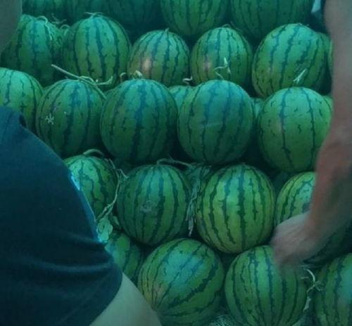 二瓜今日价格行情