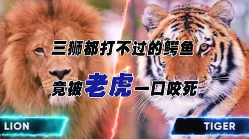老虎咬死三只狮子视频