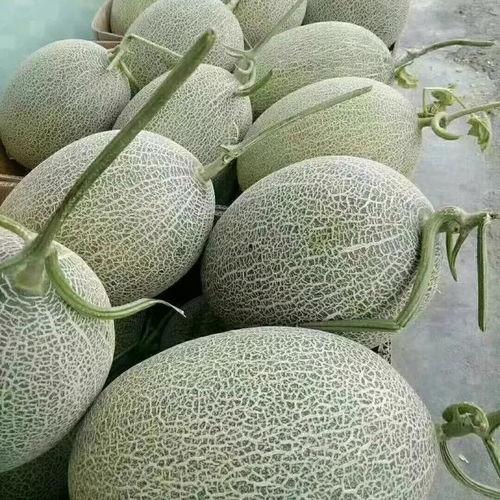 今日红星市场哈密瓜价格,价格行情一览