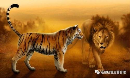 老虎和狮子谁厉害视频,谁才是真正的丛林霸主？