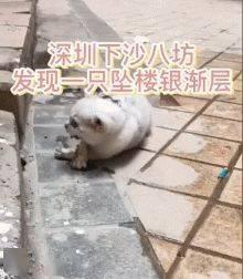 猫坠楼视频,猫咪高空坠落，生死瞬间