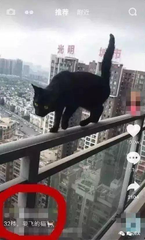 猫坠楼视频,猫咪高空坠落，生死瞬间