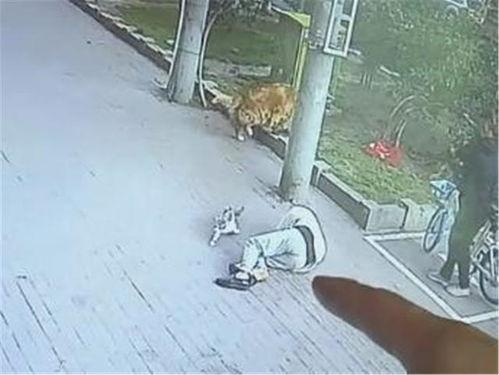 猫坠楼视频,猫咪高空坠落，生死瞬间