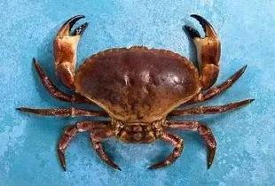 螃蟹 视频,探秘海洋生物的奇妙世界