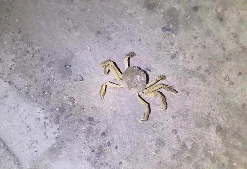 螃蟹 视频,探秘海洋生物的奇妙世界