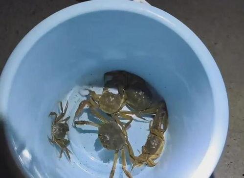 螃蟹 视频,探秘海洋生物的奇妙世界