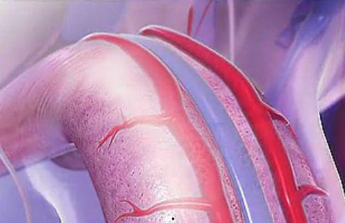 阴茎勃起视频,生理奥秘与视觉解读