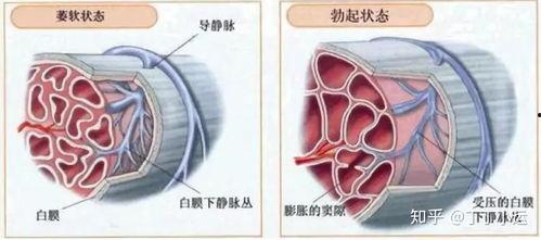阴茎勃起视频,生理奥秘与视觉解读