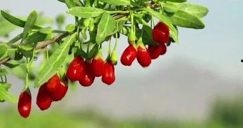 枸杞视频