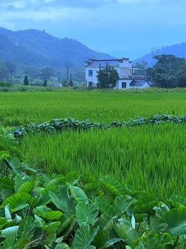 乡村视频,探寻自然之美与人文之韵