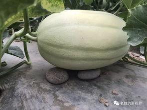 五一吃瓜今日吃瓜网黄