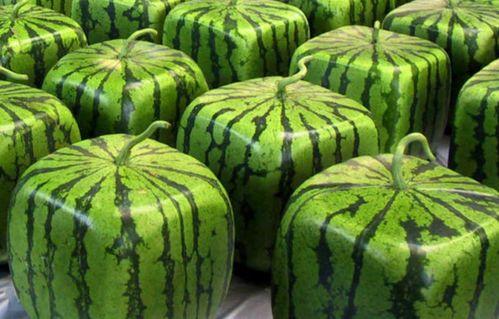 黑瓜吃料最新消息今天,揭秘今日热点事件！”