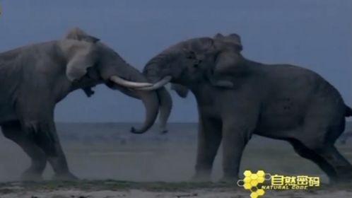 狗狗打架视频,一场热血沸腾的街头争霸战