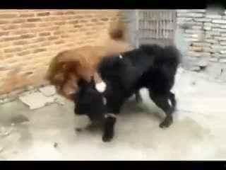 狗狗打架视频,一场热血沸腾的街头争霸战