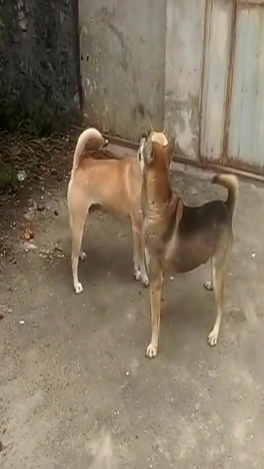狗狗打架视频,一场热血沸腾的街头争霸战