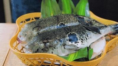 河豚小视频,舌尖上的河豚小视频